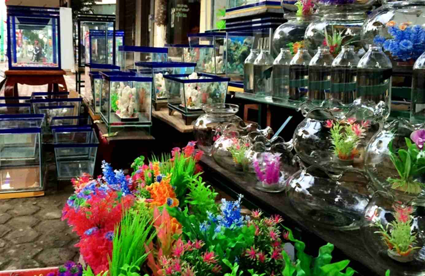 Jasa import ikan & Jasa Export Ikan